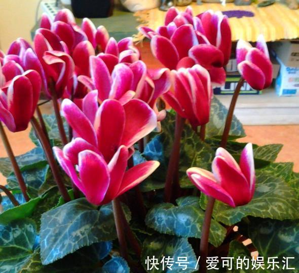 深秋养5种花,别急着搬进屋,室外晒一晒冻一冻,花芽会更多