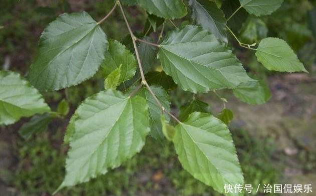 中年|小小桑叶功劳大，天天泡水喝，15天后会有天大的好事发生