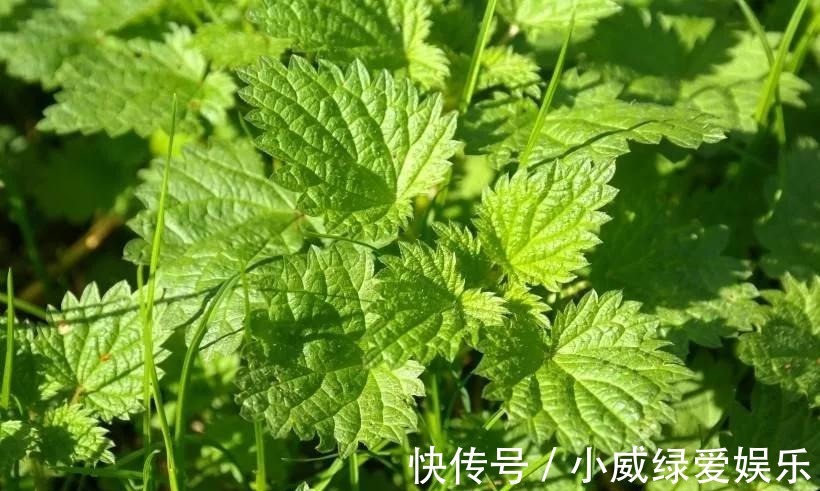 慢性皮肤病|农村的“咬人草”, 竟是“百草之王