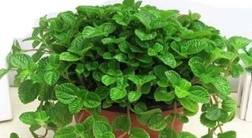 养花就养这几款，不仅旺财运，还能吸甲醛净化空气，幸福满满