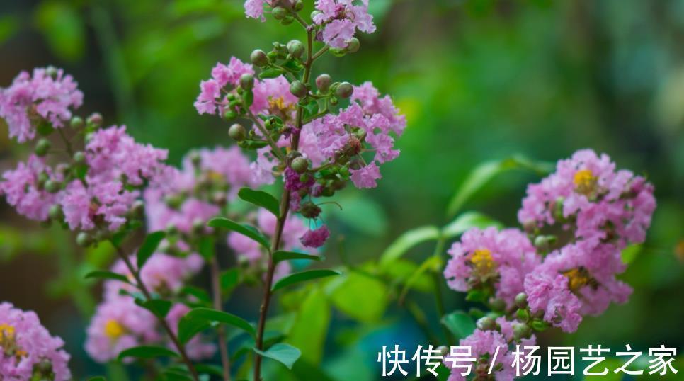 花期|6种花好养还好看,不仅名字好听,而且还能给你带来好运