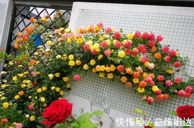 四季|此款藤本植物,一树多色花,漂亮似彩虹,四季开花,南北方都能种!