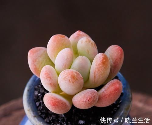新手|多肉中的“美人系列”,这六种是代表,养护简单颜值高,适合新手