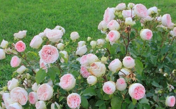 养花试试这款,花是粉红色的,可以用作藤蔓植物