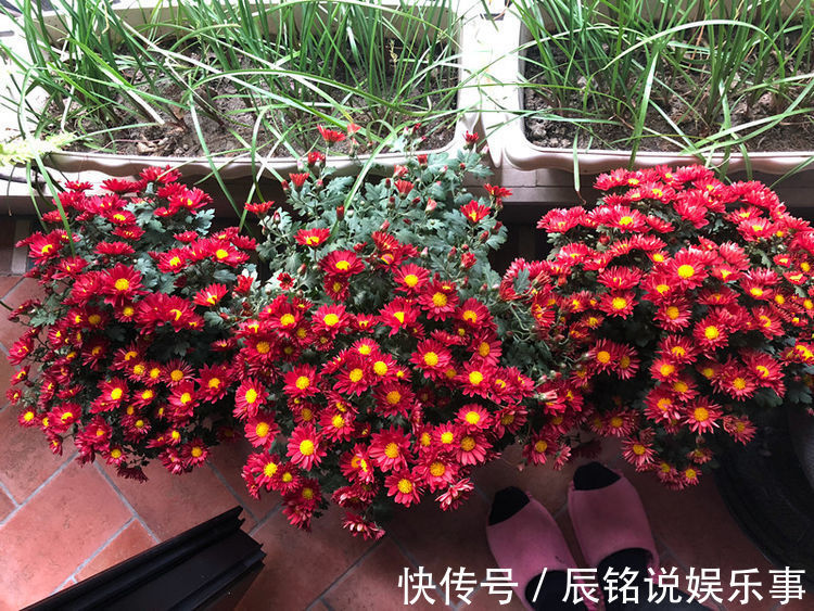 苦苣苔科|喜欢菊花，不如养这几款花卉，枝头窜满花苞，阳台变成小花园