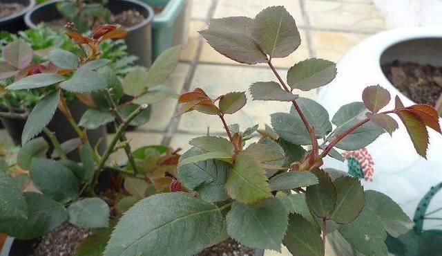 技巧|让家里的盆栽月季开的花又大又香,只用了一个技巧