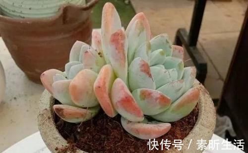 养多肉还在担心天冷叶子化水吗?套上它,反而不挨冻长得更好