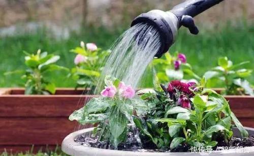 这5种花不能缺水，太阳一晒更要补水，开花勤快叶子翠绿