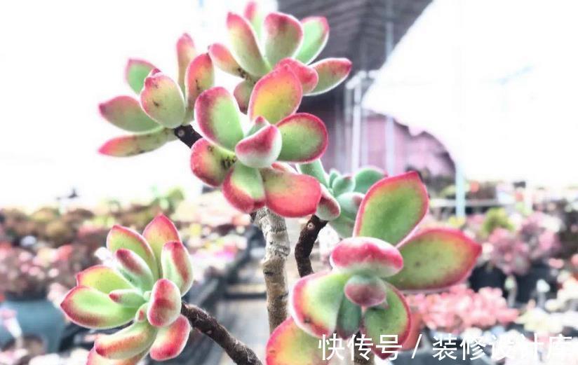 盆栽|这4种“直立桩”多肉,美到爆,盆栽清新脱俗、别有韵味