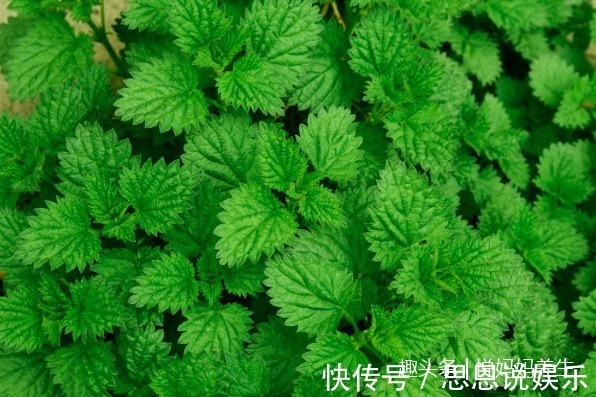 苋菜|爱吃野菜的女人最美丽，这几种野菜可美容养颜、清热解毒、还减肥