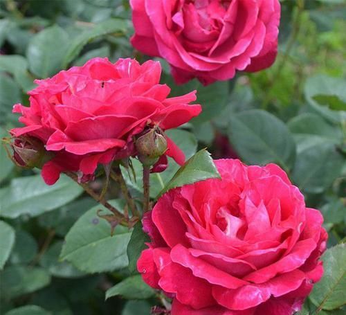  低矮|3种花超让人喜欢，植株低矮，花色绚丽，四季开花不停