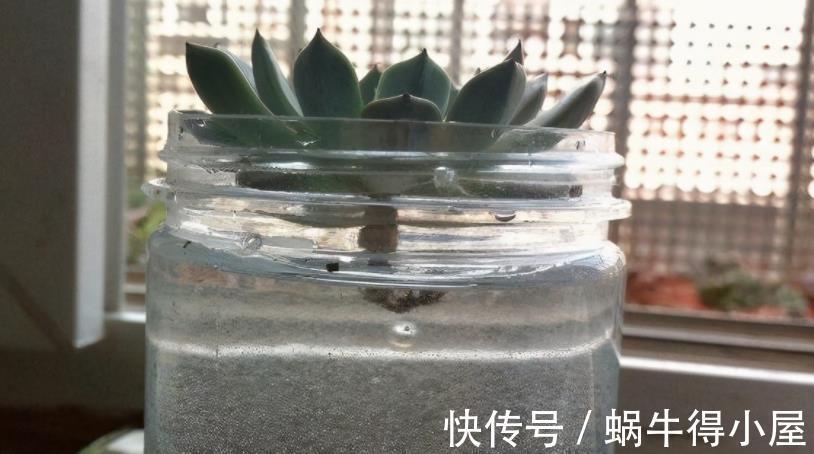土培|水培养多肉该注意的地方