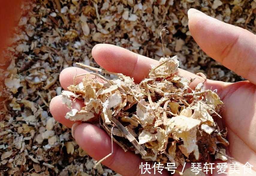 坚果壳|换盆加点坚果壳,提前这么弄,养花土变排水性好,肥力十足