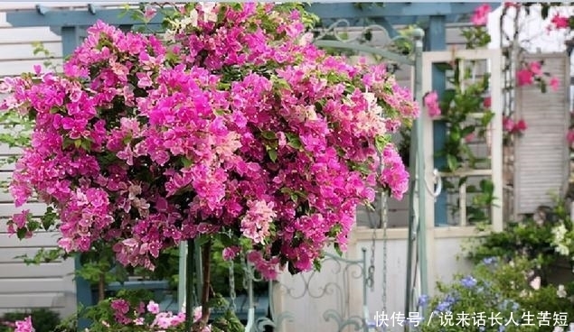 长春花|六月逛花市,看到几种便宜花,喜欢的可以入手,超级爱开花