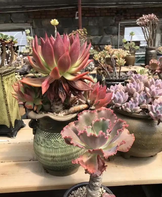 多肉“老桩”怎么样方法一点就通，做好5点，主干木质化