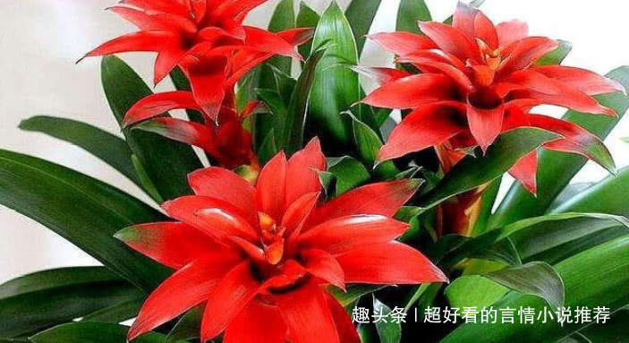 鲜花|什么发财树、君子兰都不如这“3种花”，好养易活，养人又旺财！