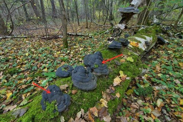 树木|日本网友发现野生奥利奥，这年头饼干都能从树上长出来了