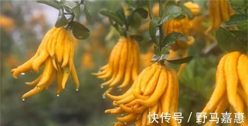 长寿米|很有营养的3种食物,排毒养颜、补气益血,身体棒棒哒!