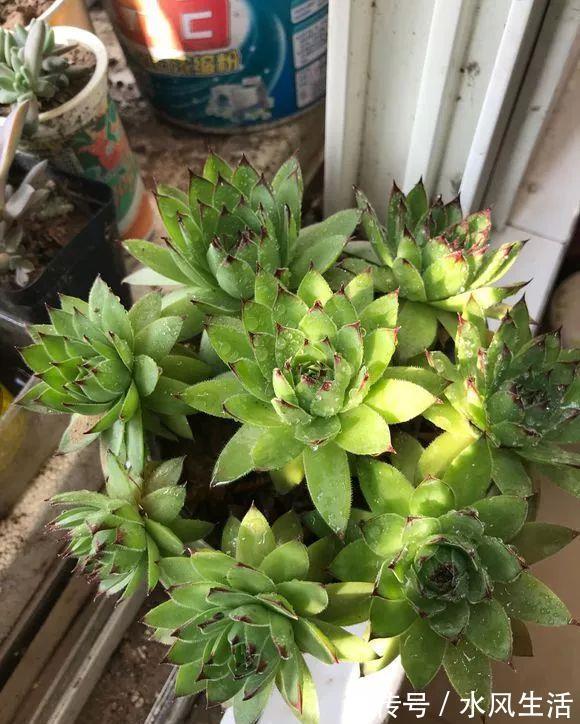 特玉莲|超爱爆小崽的5种多肉,种盆里长的密密麻麻,都装不下了!