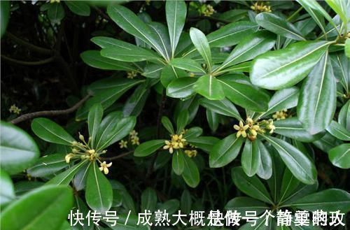 养花还在用黄豆水?你out了!现在都流行3种肥,花开旺盛