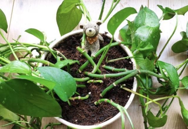 家里养绿萝,需要多浇水、多整理根系,再注意“1点”,长得快