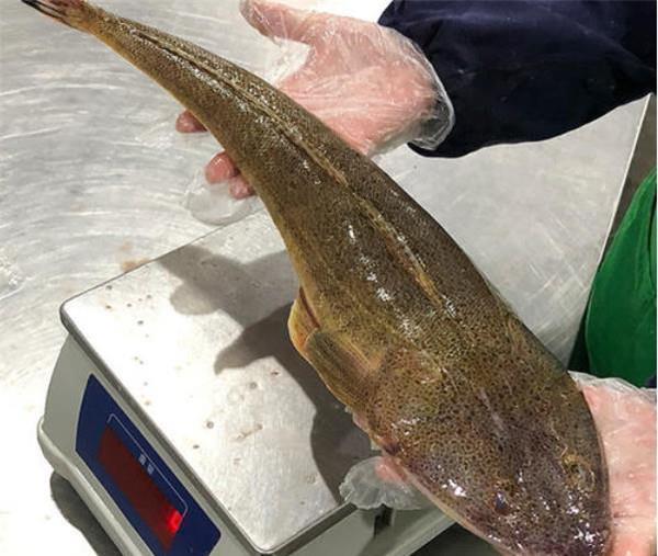我国|这鱼在我国不值钱,潮汕人懂它的价值,到了日本摇身一变成高档货