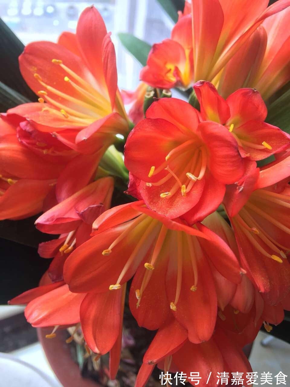 火火|过年之前,给家里养上6种花,花朵红红火火、寓意美好