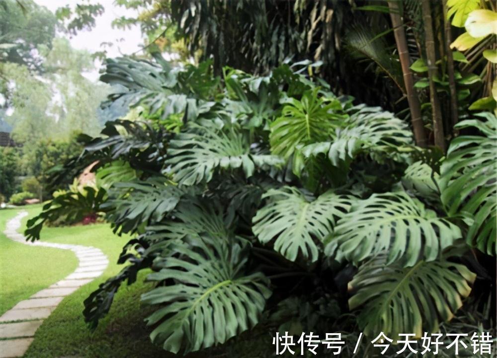 种养龟背竹,花盆里埋几粒它,长势变旺盛,叶片宽大油绿不发黄