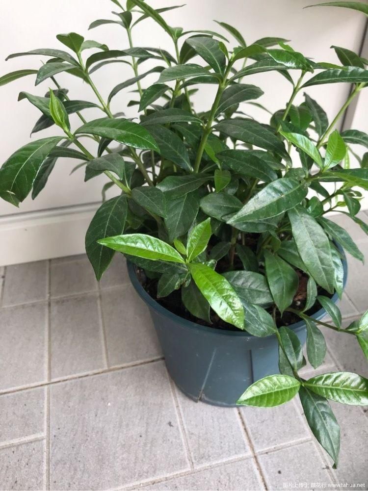 叶子|天冷这样养栀子花,叶子照样油绿,花期绽放芳香迷人的花朵