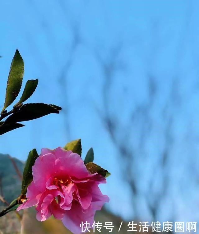 院子不大，有花有我有太阳！