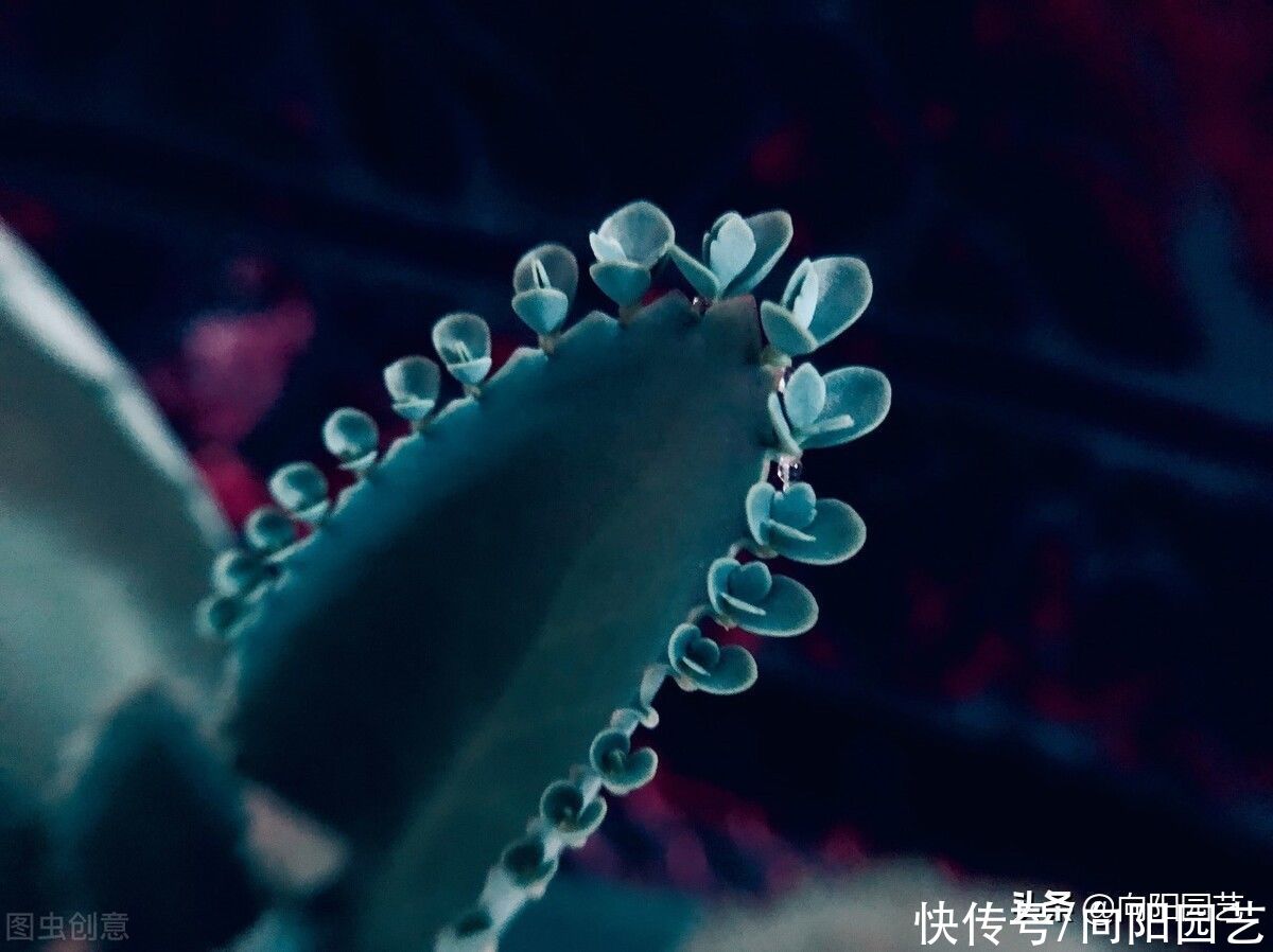 遗忘在阳台上的不死鸟，随意长一长，窜到1米高，小崽子无数