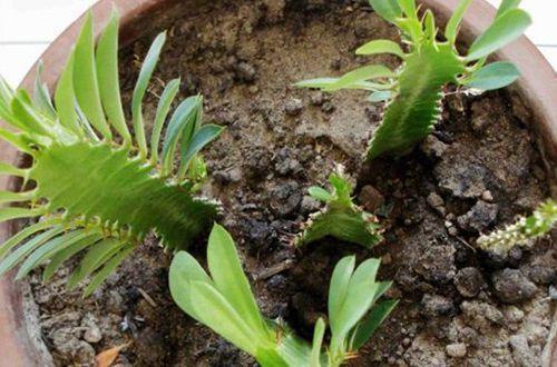 很丑的“1种花”,殊不知,它能“镇宅”,也有“旺运”的寓意!