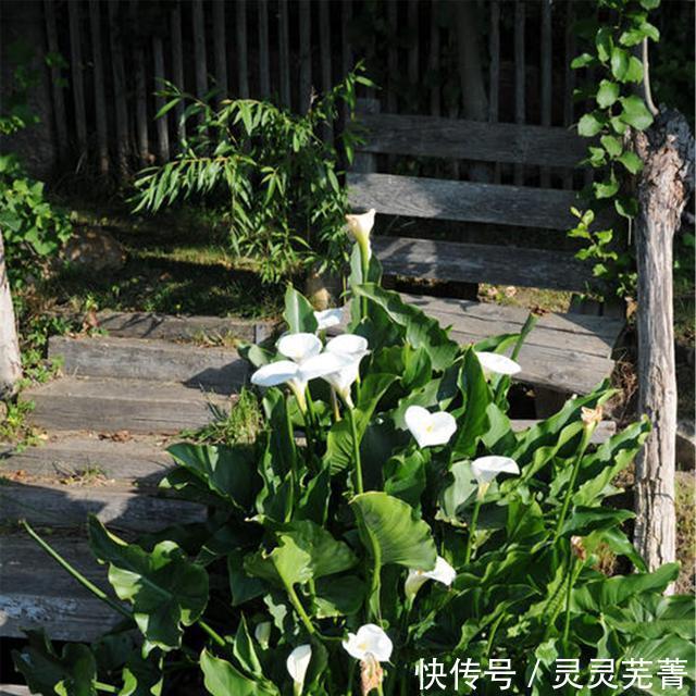 适合|大雪节气最适合给家人吃的“3红”,学起来和家人一起健康过冬