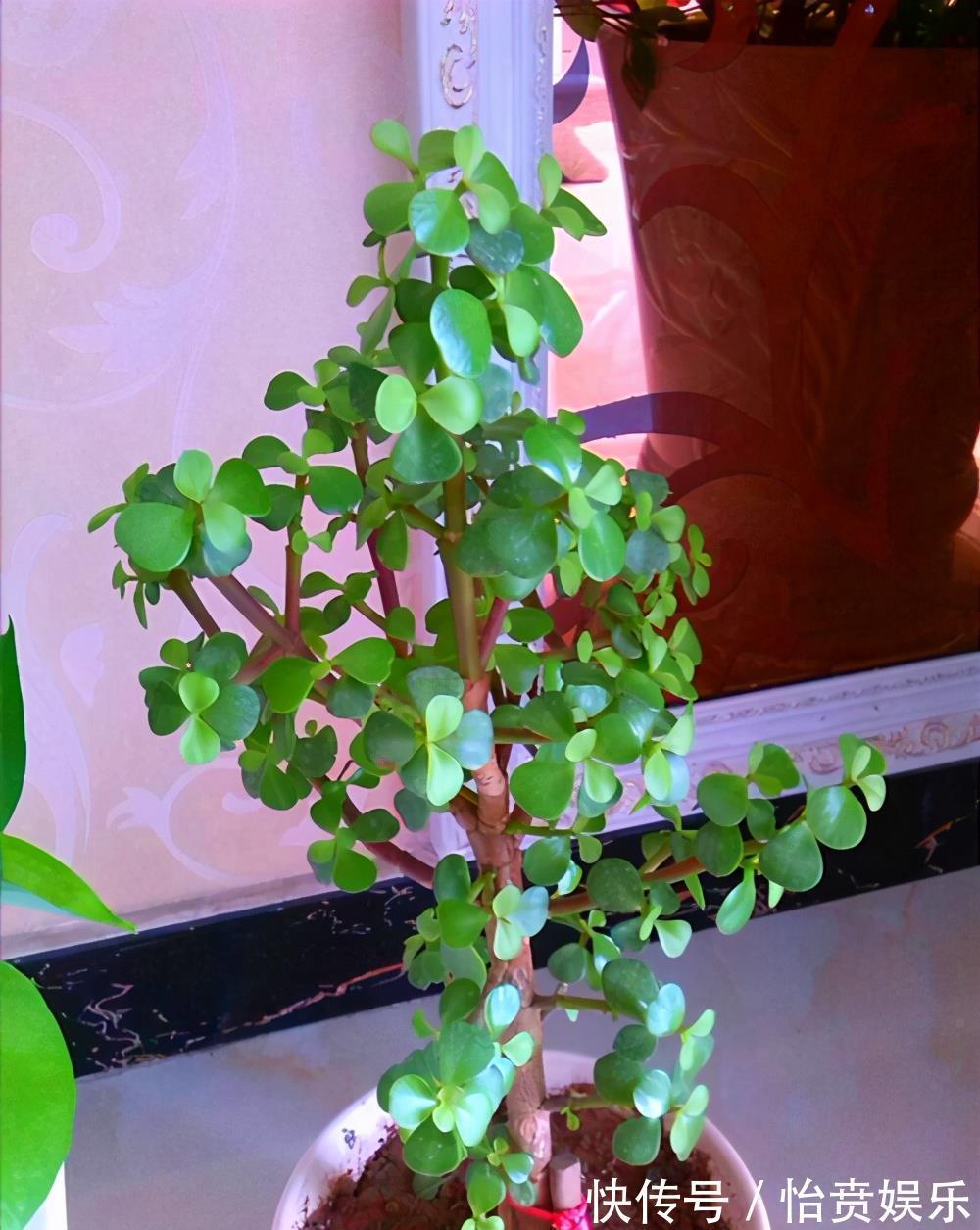 植株|养花浇水很关键,5种花的浇水方法,分享给你