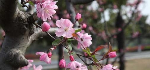  千古名句“一树梨花压海棠”, 前一句更有意思, 你听过吗?