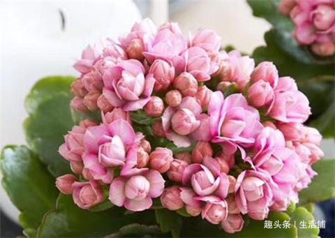 长寿花喷点“驱虫水”，病虫全不见，花芽蹭蹭冒不停！