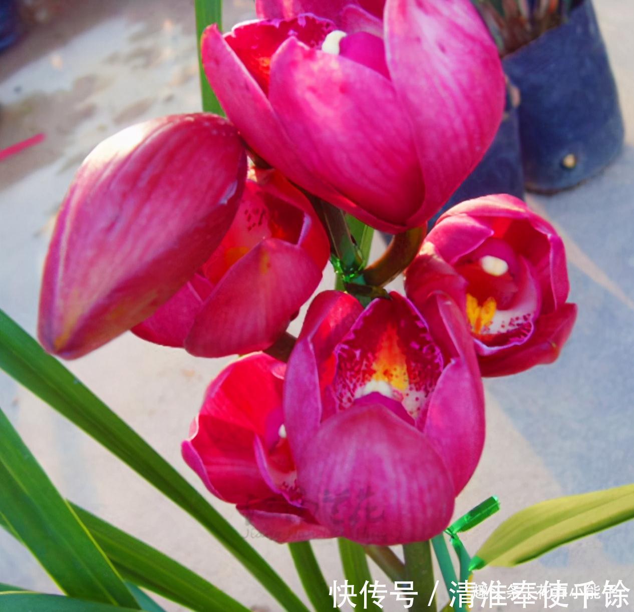 被誉为开花机器的“大将军”,艳丽红花,醇正兰香,上盆优雅大气