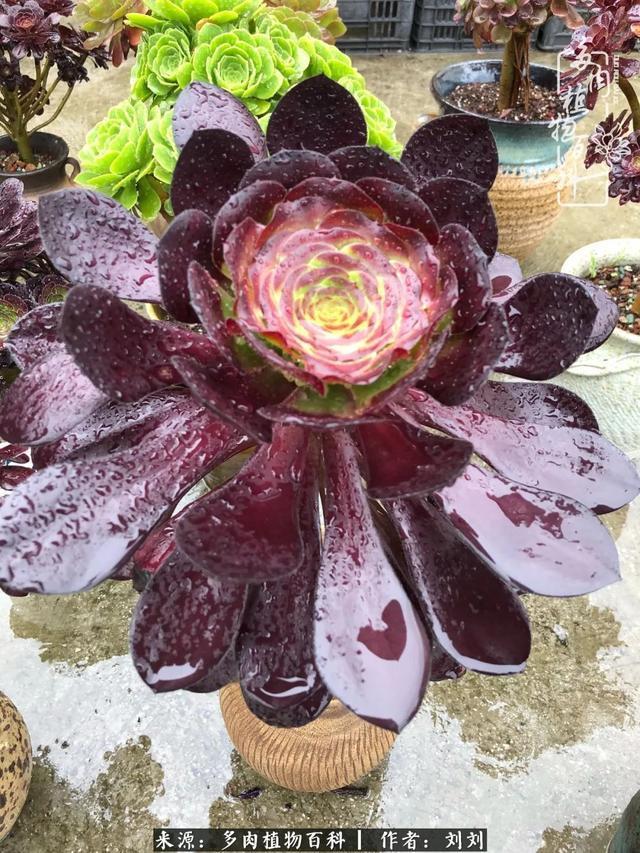 爱多肉，爱生活，我们是一群快乐的养肉人！