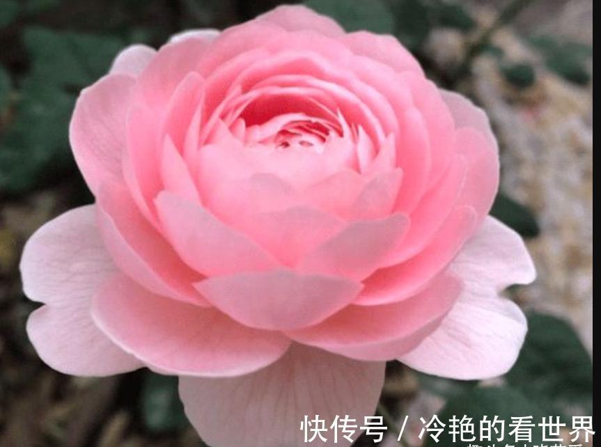 漂亮花|三种“漂亮花”,好养颜值高,却被花友“嫌弃”,不是没道理