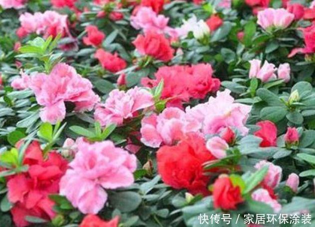 4种花适合夏天养,开花爆盆花期长,开花量大,花开枝繁叶茂
