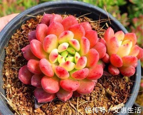 多肉红宝石变红很简单,秘诀只有3个字,1分钟学会,火红又明亮