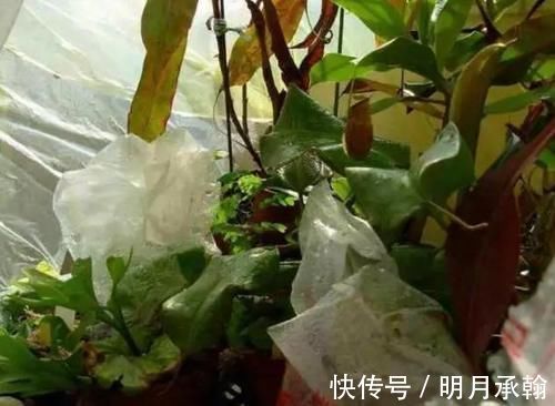 绿萝|闲置塑料袋，冬天拿来养花作用真不小，既能环保又能省钱