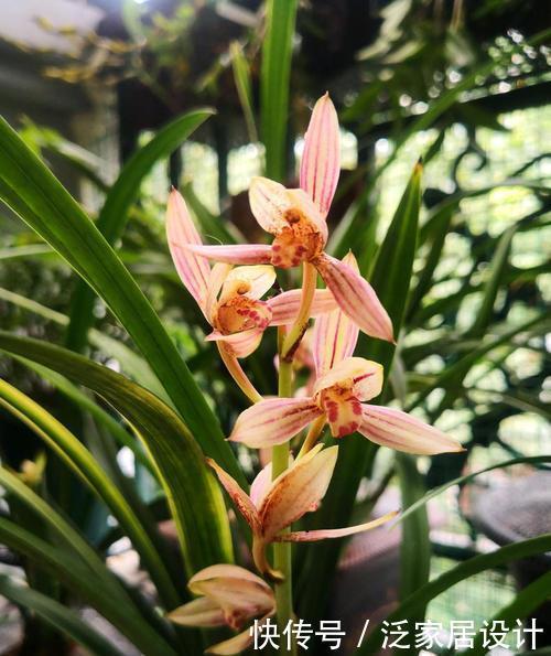 春天兰花苏醒后,掌握几个要点,生长进入“快车道”,清香小半年