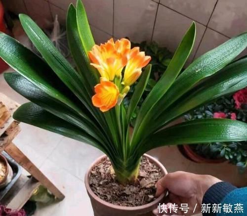 香蕉皮|香蕉皮,养花界的“春泥”,简单处理就能护花,添营养、省钱