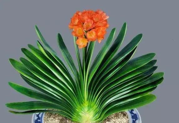 君子兰浇水秘籍奉上！像绿萝一样爆盆疯长