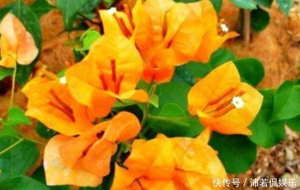 柠檬黄三角梅|喜欢三角梅,首选此款“珍稀名品”柠檬黄三角梅,花开艳丽多姿!