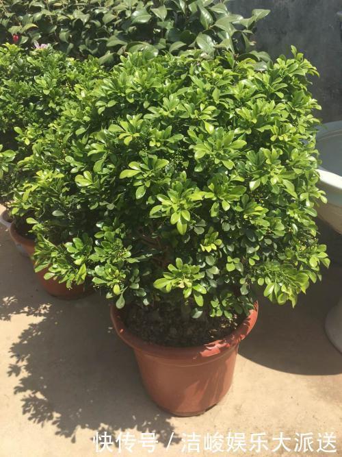 植株|5种花，夏天喜欢“淋雨”，雨水多长得旺，花朵鲜艳芳香