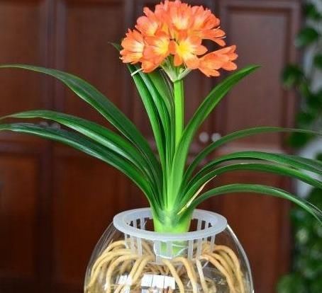 自来水|君子兰不开花还总是烂根教你一招,君子兰从此长不停