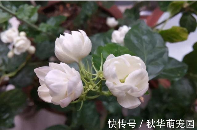 想要茉莉多开花,记住“十二字”口诀,一茬一茬开香花