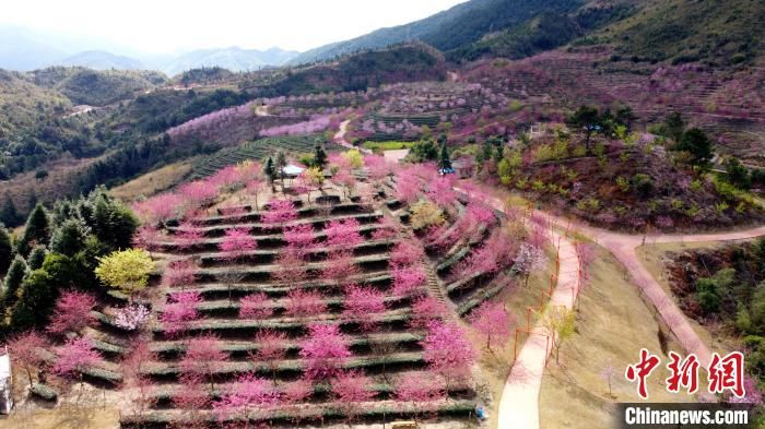 福建南靖樱花绽放 引游客踏青